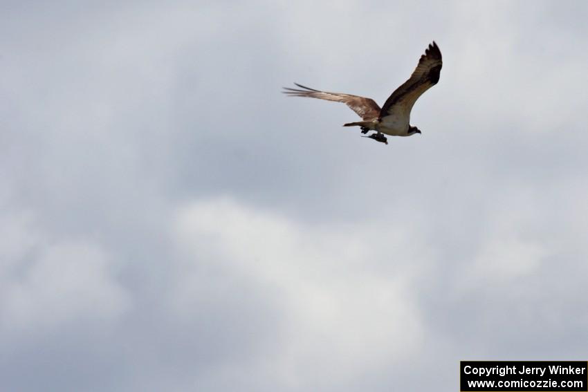 An osprey with its lunch