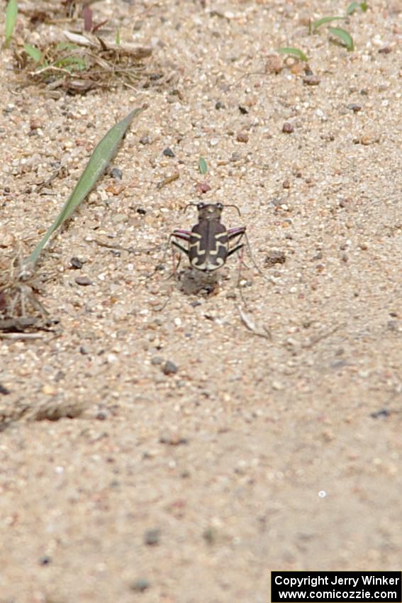 Tiger Beetle