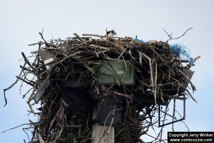 Osprey in the nest.