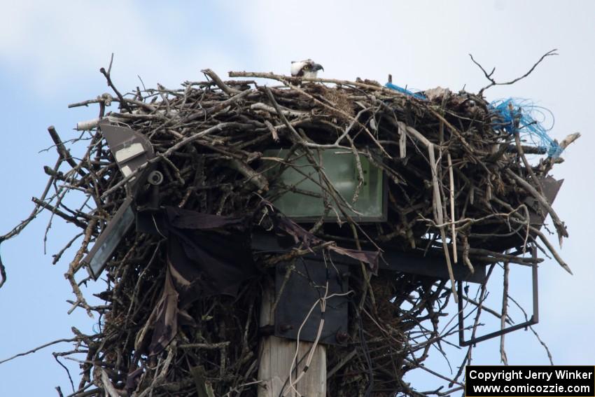 Osprey in the nest.