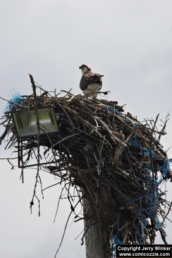 Osprey in the nest.