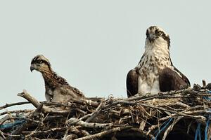 An osprey and its eaglet