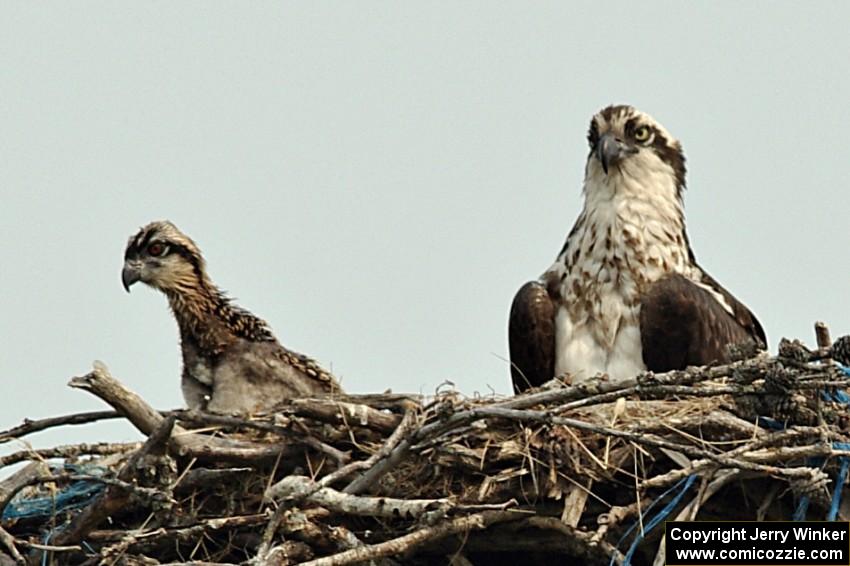An osprey and its eaglet