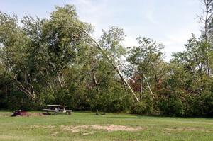 Toppled trees just off the midway portion of the front straight.