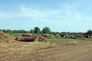 Downed trees ready for burning near the inside of turn 1.