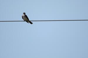 Lone spectator at turn 4.