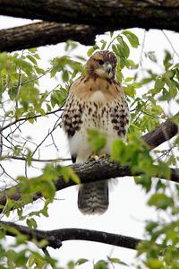 Cooper's Hawk in a tree between turns 6 and 7.