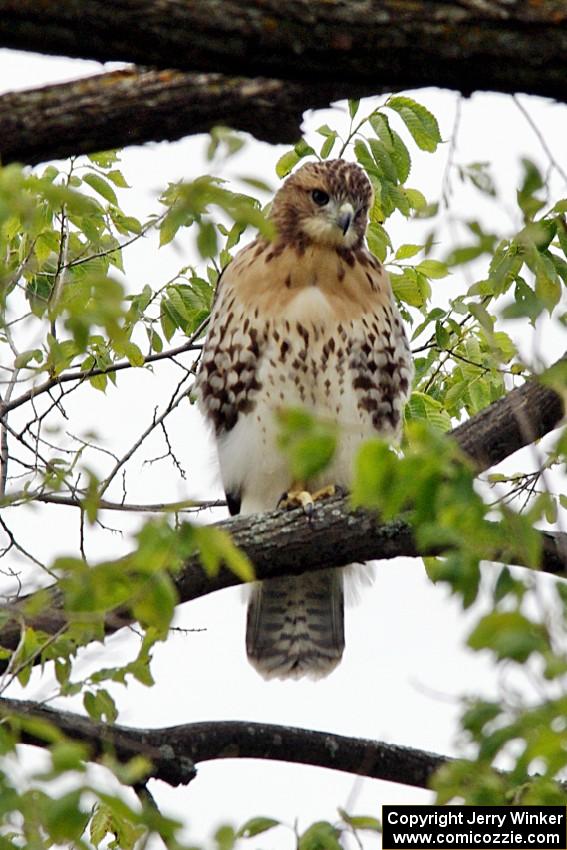 Cooper's Hawk in a tree between turns 6 and 7.