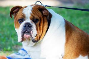 English Bulldog at turn 3.