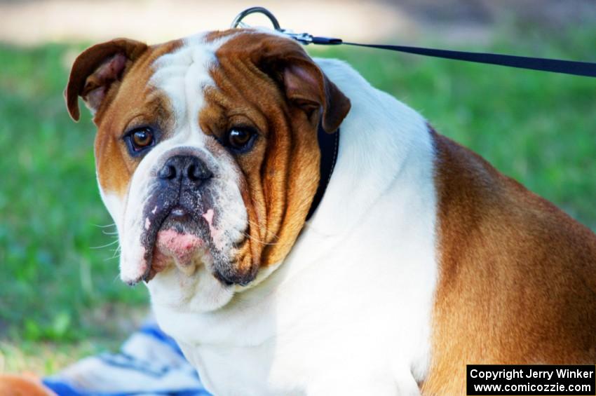 English Bulldog at turn 3.