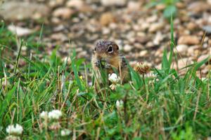 A thirteen-lined ground squirrel spectates from turn 8.