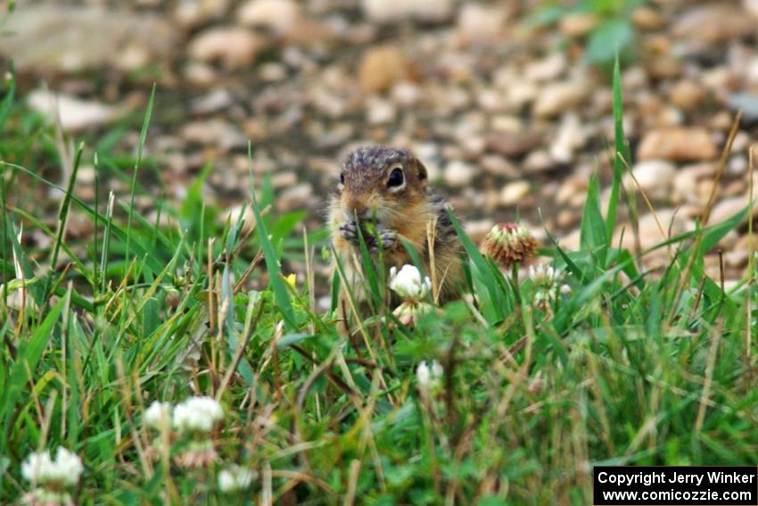 A thirteen-lined ground squirrel spectates from turn 8.