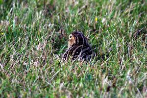 A Thirteen-lined Ground Squirrel watches the race.