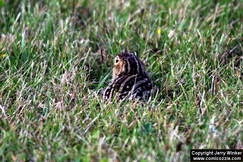 A Thirteen-lined Ground Squirrel watches the race.