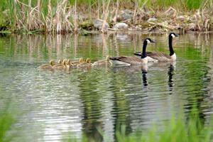 A family of Canada Geese with goslings on the infield lake.