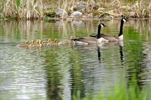 A family of Canada Geese with goslings on the infield lake.