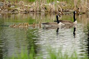 A family of Canada Geese with goslings on the infield lake.