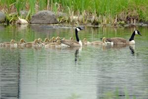 A family of Canada Geese with goslings on the infield lake.