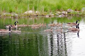 New families of Canada Geese with goslings on the infield lake.
