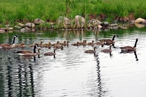 New families of Canada Geese with goslings on the infield lake.