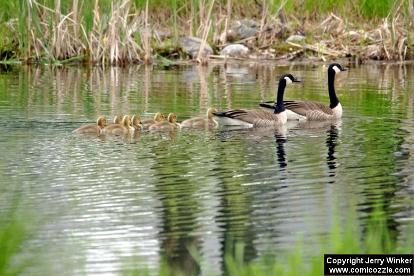 A family of Canada Geese with goslings on the infield lake.