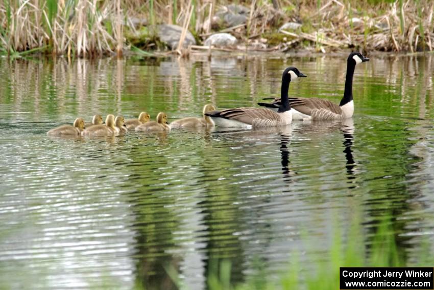 A family of Canada Geese with goslings on the infield lake.