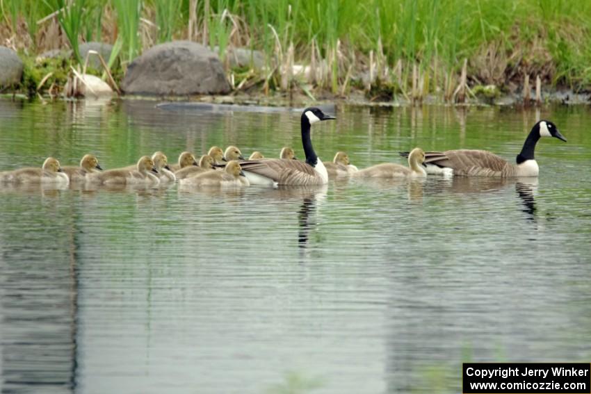 A family of Canada Geese with goslings on the infield lake.