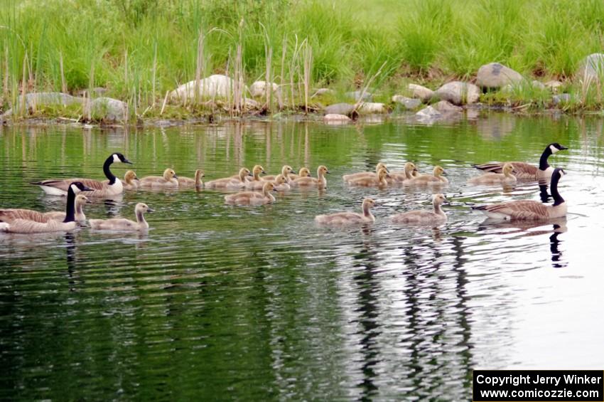 New families of Canada Geese with goslings on the infield lake.