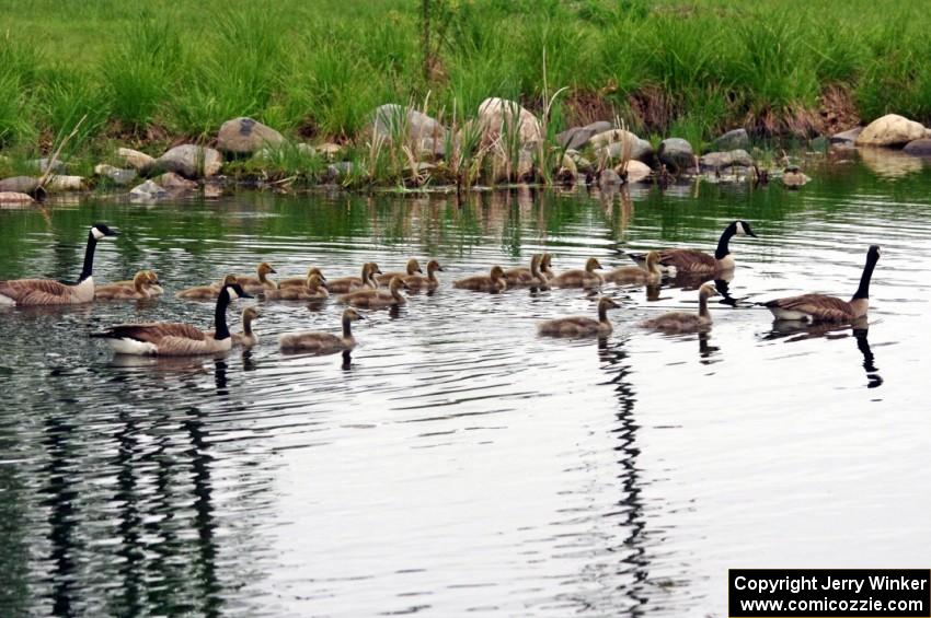 New families of Canada Geese with goslings on the infield lake.