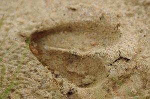 A fresh deer track in the sand near the corner worker station at turn 5.