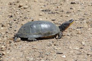 A large Blanding's Turtle in the track's infield.