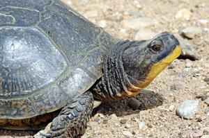 A large Blanding's Turtle in the track's infield.