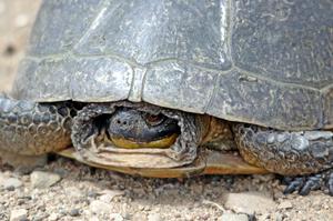 A large Blanding's Turtle in the track's infield.