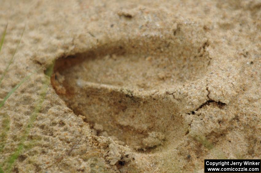 A fresh deer track in the sand near the corner worker station at turn 5.