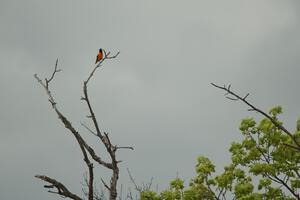 A Baltimore Oriole sings high in the treetop at turn 3.