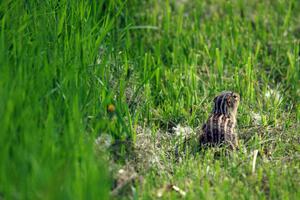 A Thirteen-lined Ground Squirrel runs from the noise.