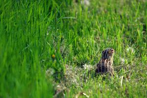 A Thirteen-lined Ground Squirrel runs from the noise.