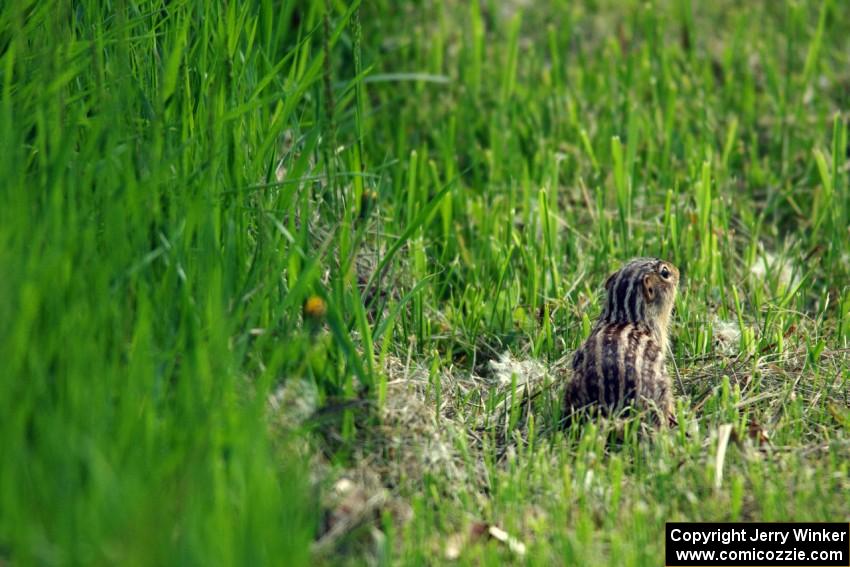 A Thirteen-lined Ground Squirrel runs from the noise.