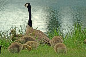 Canada Goose and goslings in the infield lake at BIR.