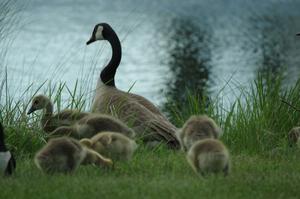 Canada Goose and goslings in the infield lake at BIR.