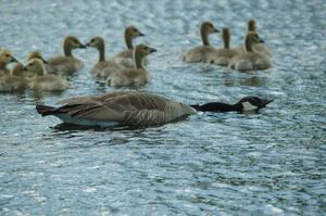 Canada Goose and goslings in the infield lake at BIR.