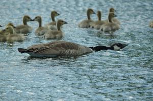 Canada Goose and goslings in the infield lake at BIR.