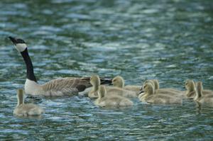 Canada Goose and goslings in the infield lake at BIR.