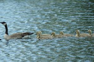 Canada Goose and goslings in the infield lake at BIR.