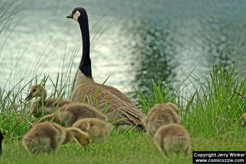 Canada Goose and goslings in the infield lake at BIR.