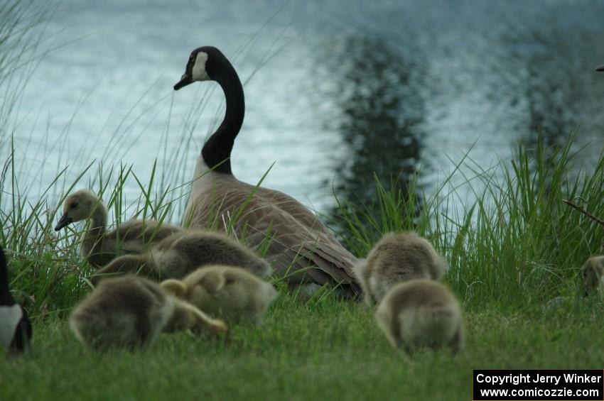 Canada Goose and goslings in the infield lake at BIR.