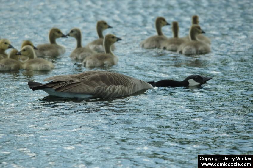 Canada Goose and goslings in the infield lake at BIR.