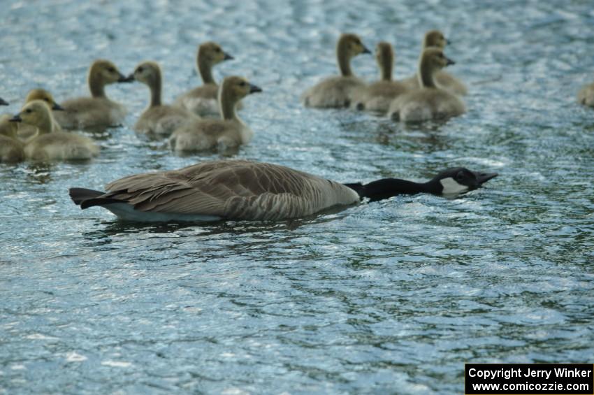 Canada Goose and goslings in the infield lake at BIR.