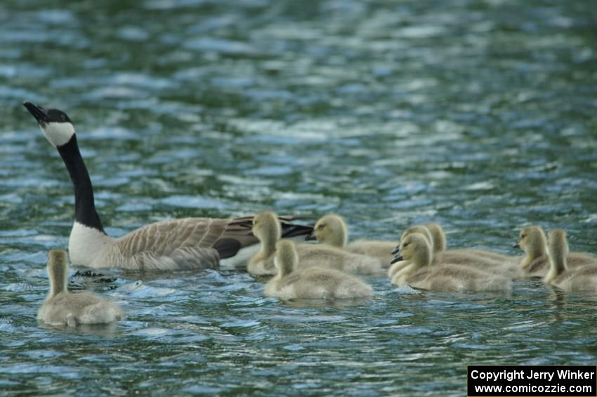 Canada Goose and goslings in the infield lake at BIR.