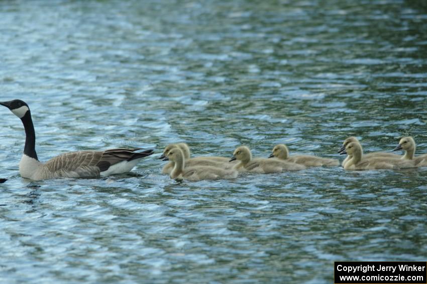 Canada Goose and goslings in the infield lake at BIR.